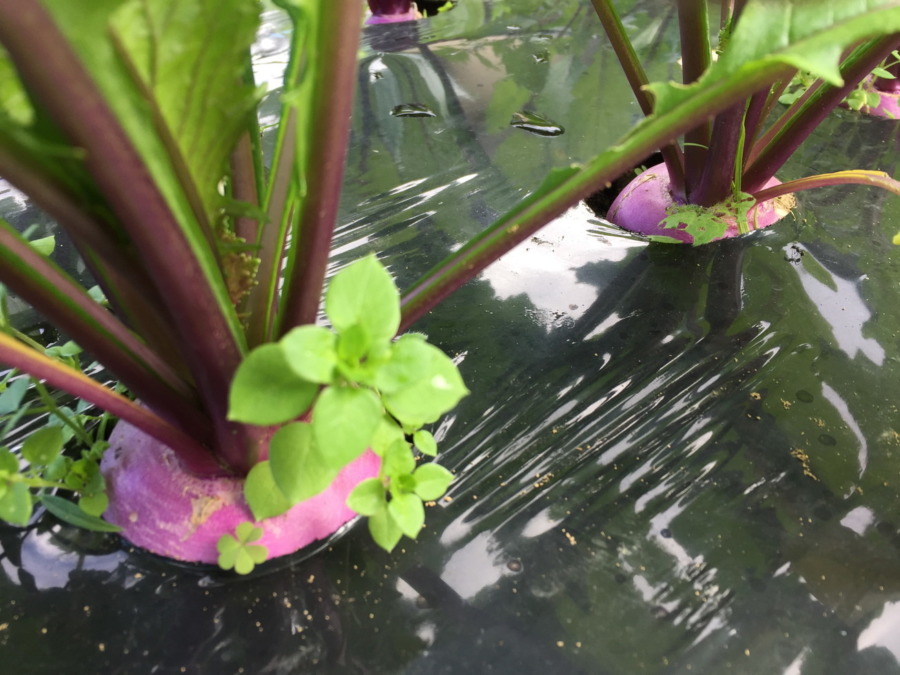 【祝】あやめ雪の様子。収穫いいですヨ。畑に採りきてね。