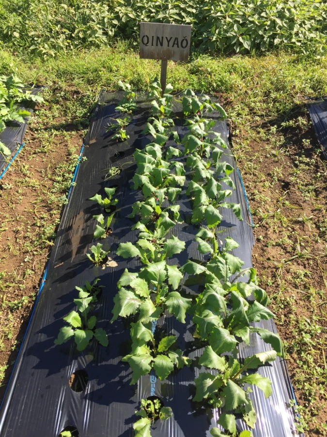 【フォト】あやめ雪の様子。ぽかぽか陽気が続いて、