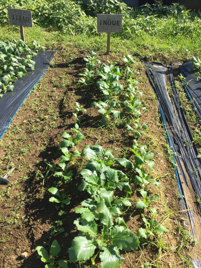 【フォト】こかぶの様子。ぽかぽか陽気が続いて順調です。