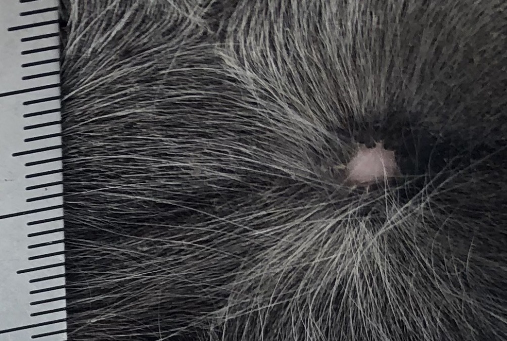 ネルさんのおへそ