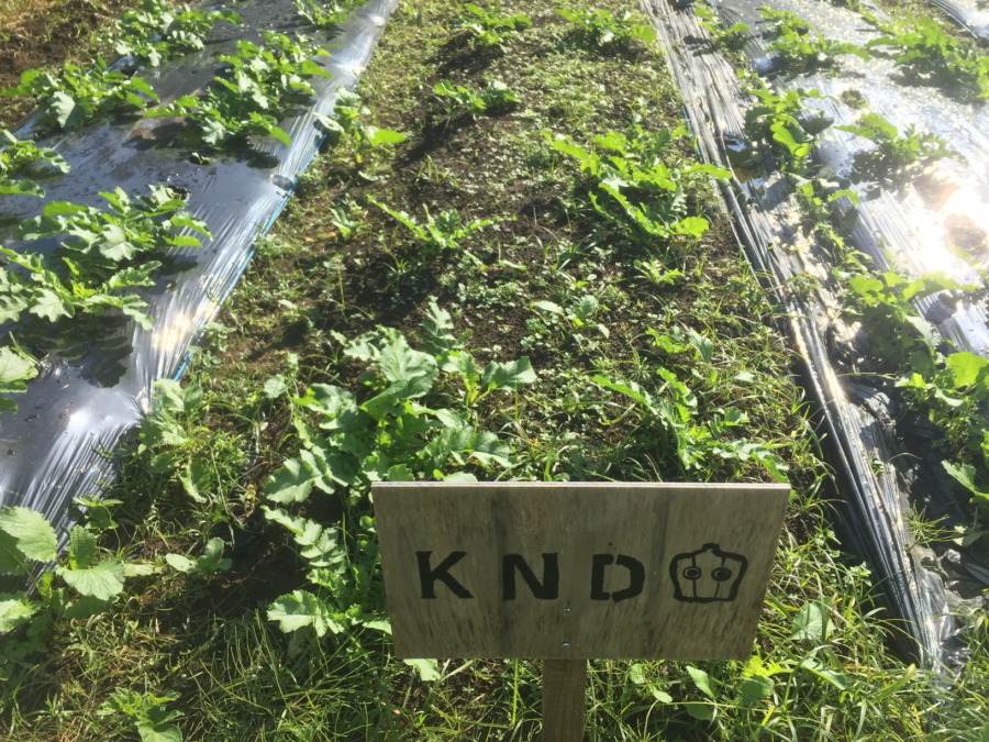 【フォト】だいこんの様子。最近は昼ぽかぽかでfeelin’ good.