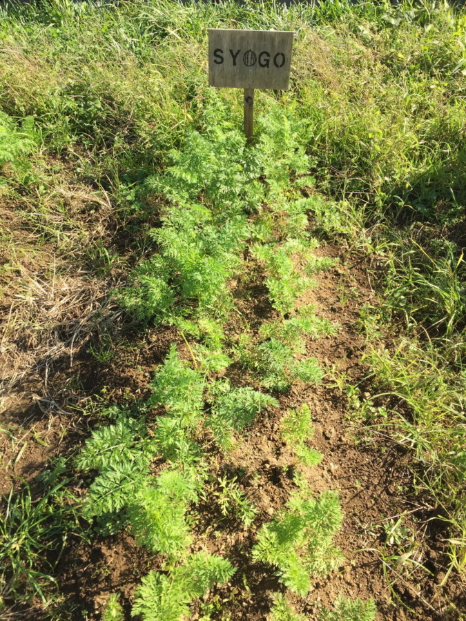 【フォト】にんじんの様子。間引きも完了。順調ですyo。