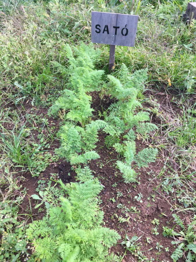 【フォト】にんじんの様子。穏やかに順調に育ってますが、