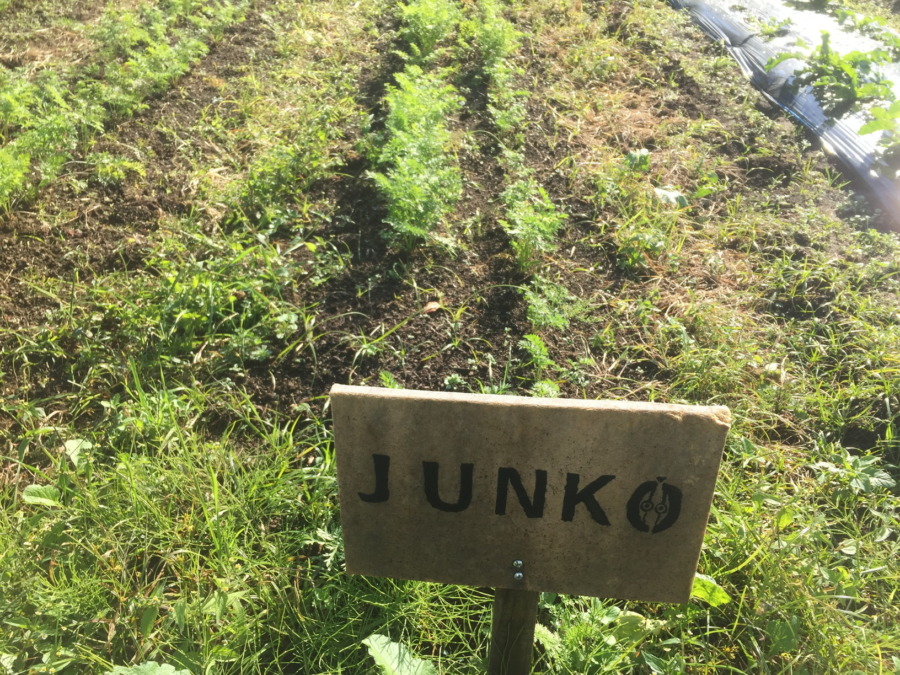 【フォト】にんじんの様子。お隣さんうらやましい。