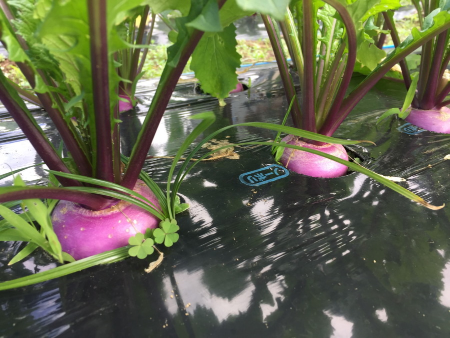 【祝】あやめ雪の様子。収穫いいですヨ。畑に採りきてね。