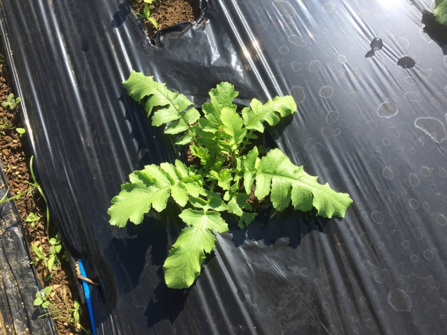 【フォト】だいこんの様子。