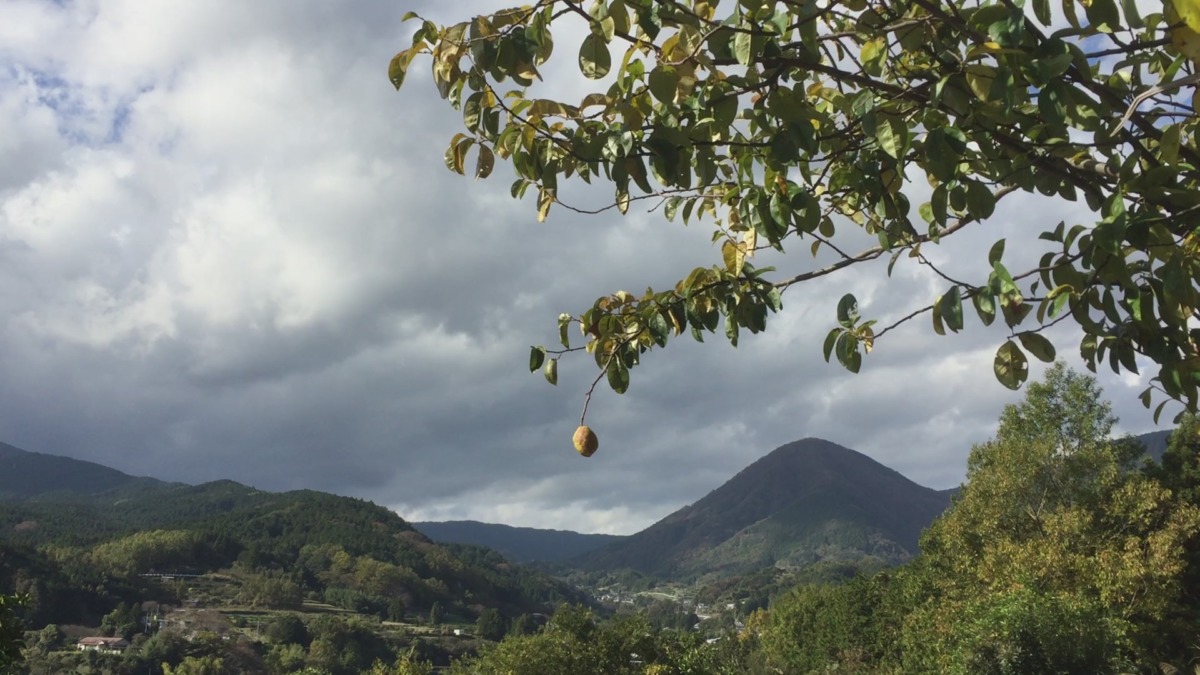 【はたけDE暦｜七十二候】今日から、朔風払葉=きたかぜこのはをはらう。
