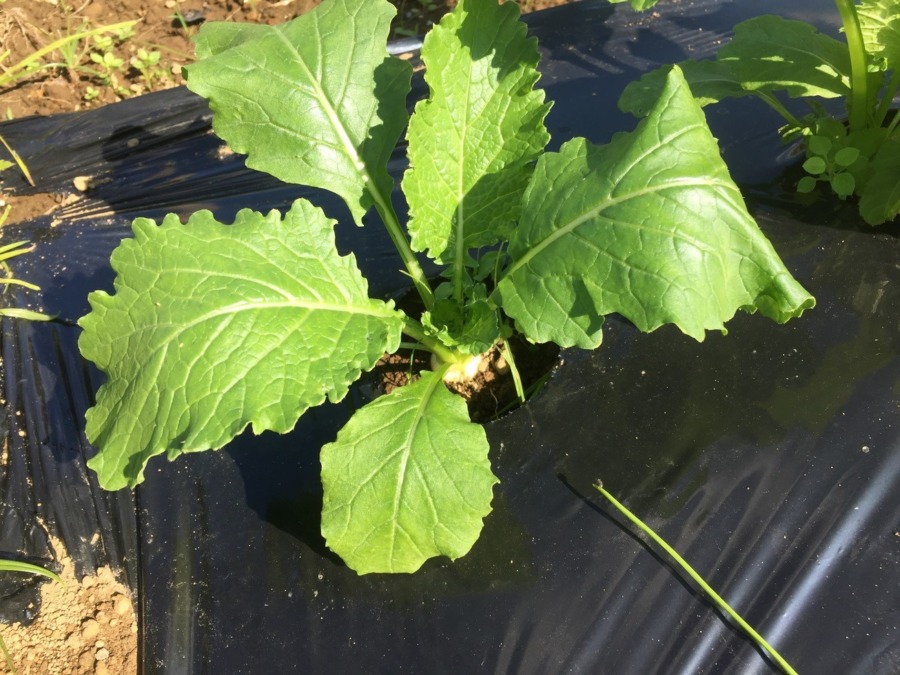 【フォト】こかぶのようす。ベイビの白肌ちらり。
