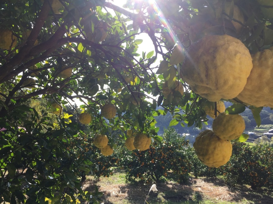 足柄神社下の鬼柚子（おにゆず）は、