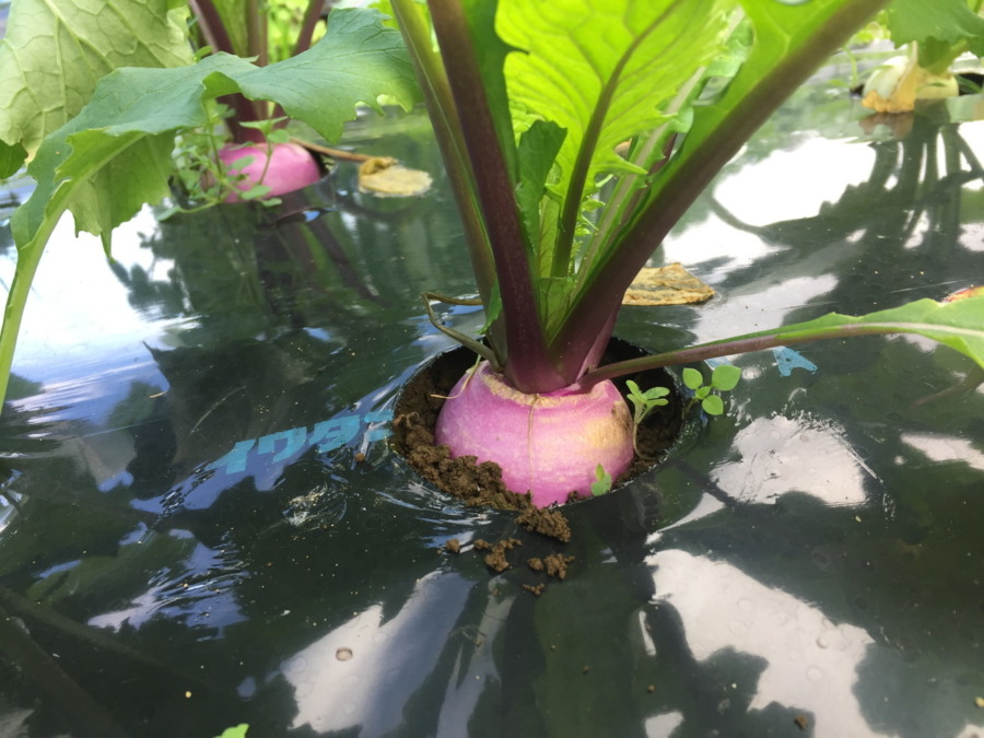【祝】あやめ雪の様子。収穫いいですヨ。畑に採りきてね。