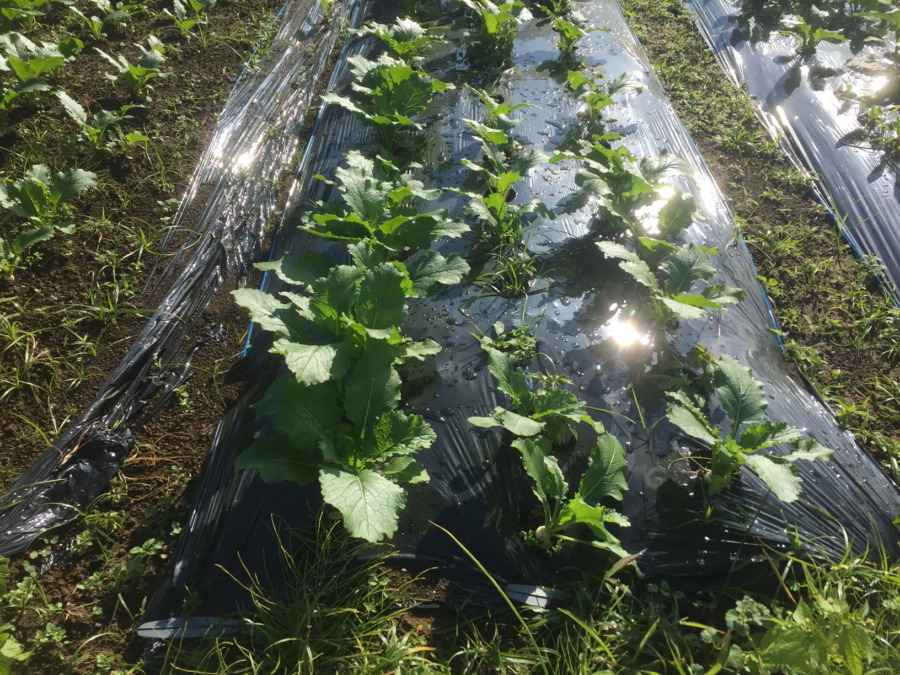 【フォト】こかぶの様子。最近は昼ぽかぽかで、、、