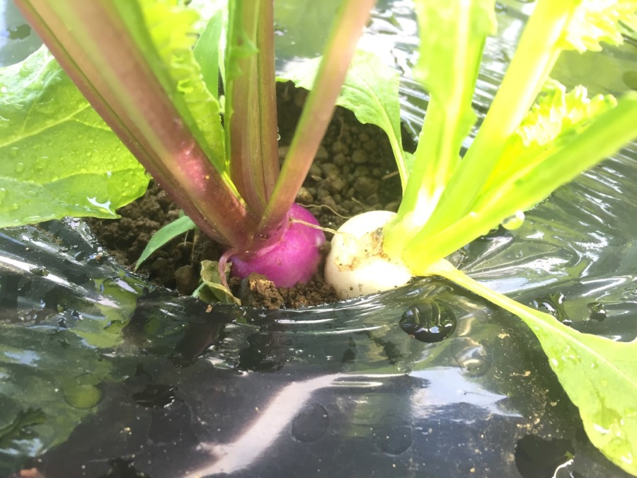 これは可愛くて縁起物。あやめ雪＆こかぶのセット。