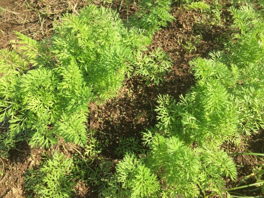 【フォト】にんじんの様子。