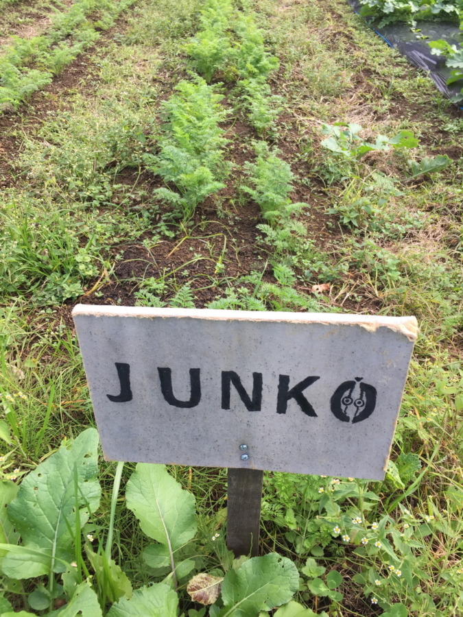 【フォト】にんじんの様子。穏やかに順調に育ってますが、