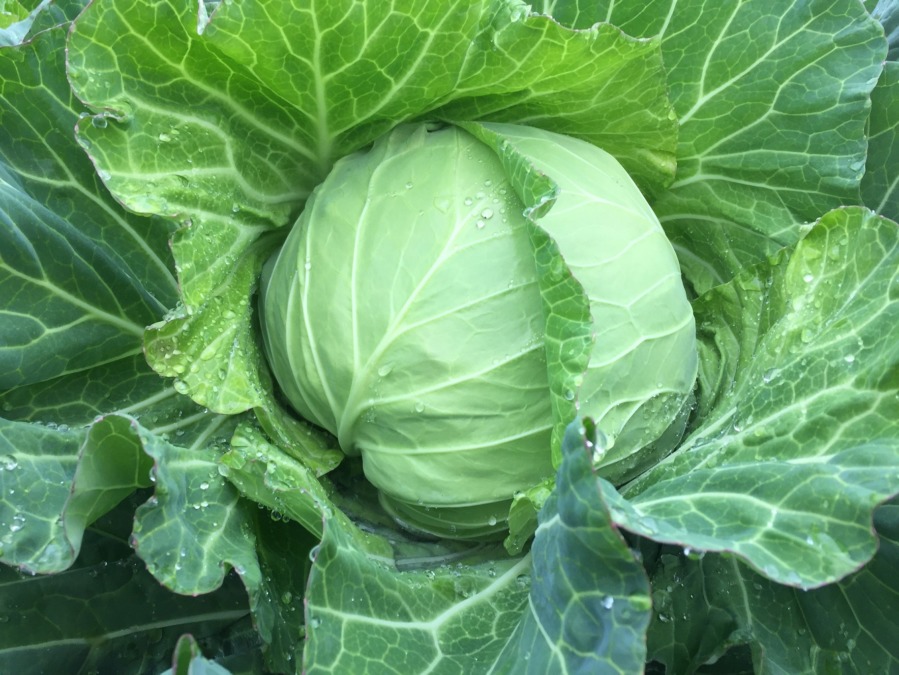 【祝】キャベツできました。すごくいいですyo。