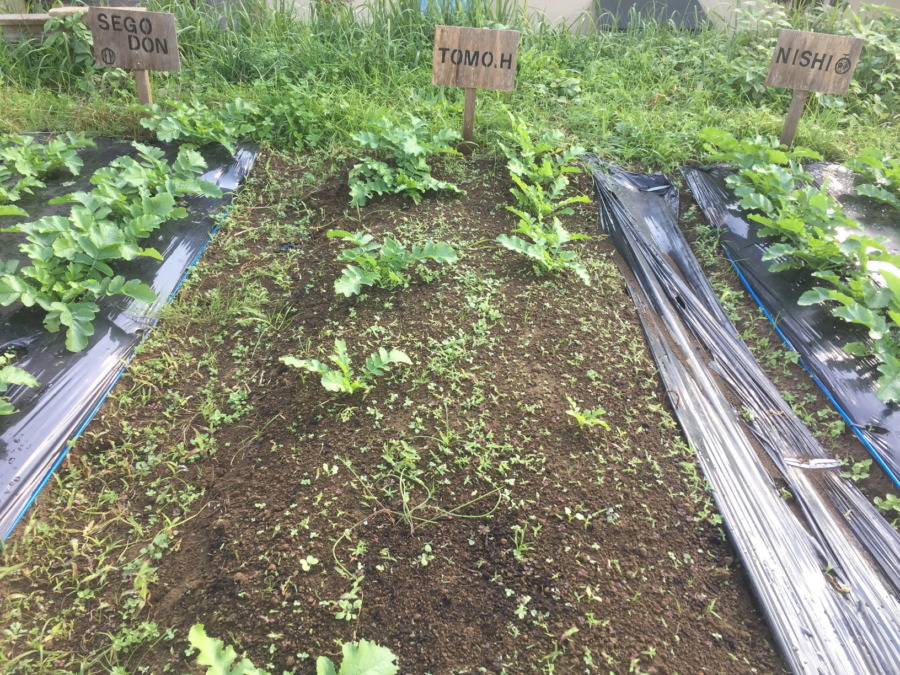 【フォト】だいこんの様子。最近は昼ぽかぽかで、、、