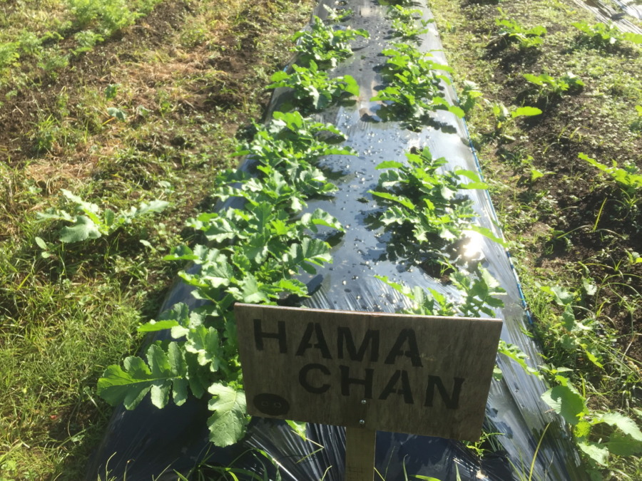 【フォト】だいこんの様子。