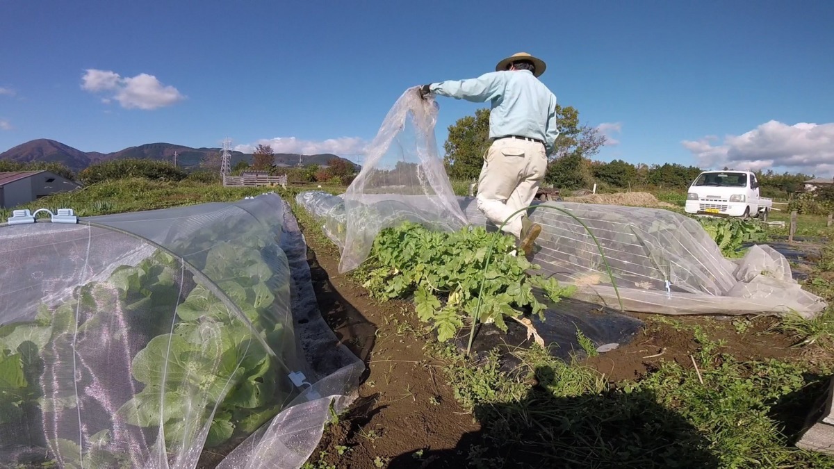 ジャジャーンしました♪♬。9/25種まきの大根ですよン。