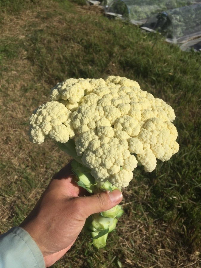 【Oh!!】カリフラワー、できてましたワ。