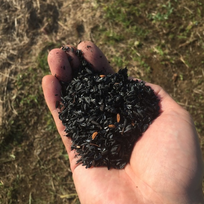 これな～んだ？？畑のどなたと相性がいいでしょう？