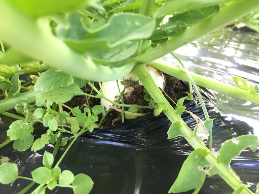 【フォト】だいこんの様子。ついに！！