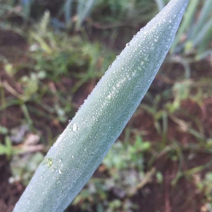 早朝。葉ネギに露（つゆ）。