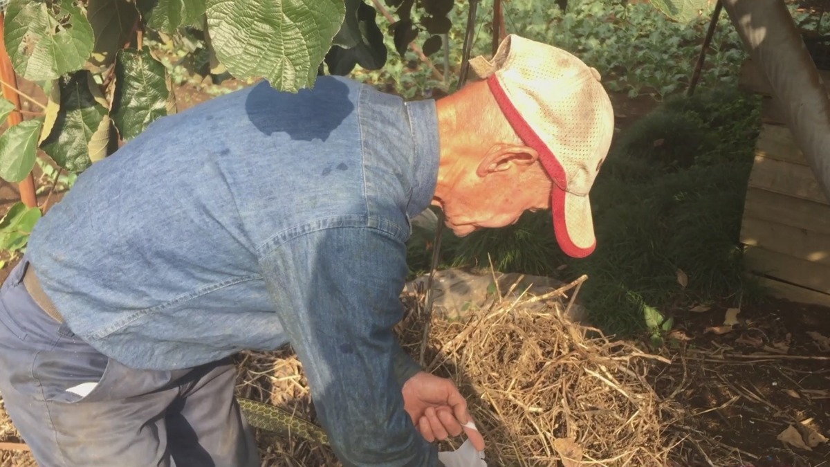 【連載キウイ講座】この時期キウイにイタズラするのはだ～れ？