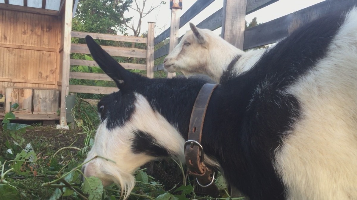【最終回】やぎの💩をリモート観察。調子が良いときは、