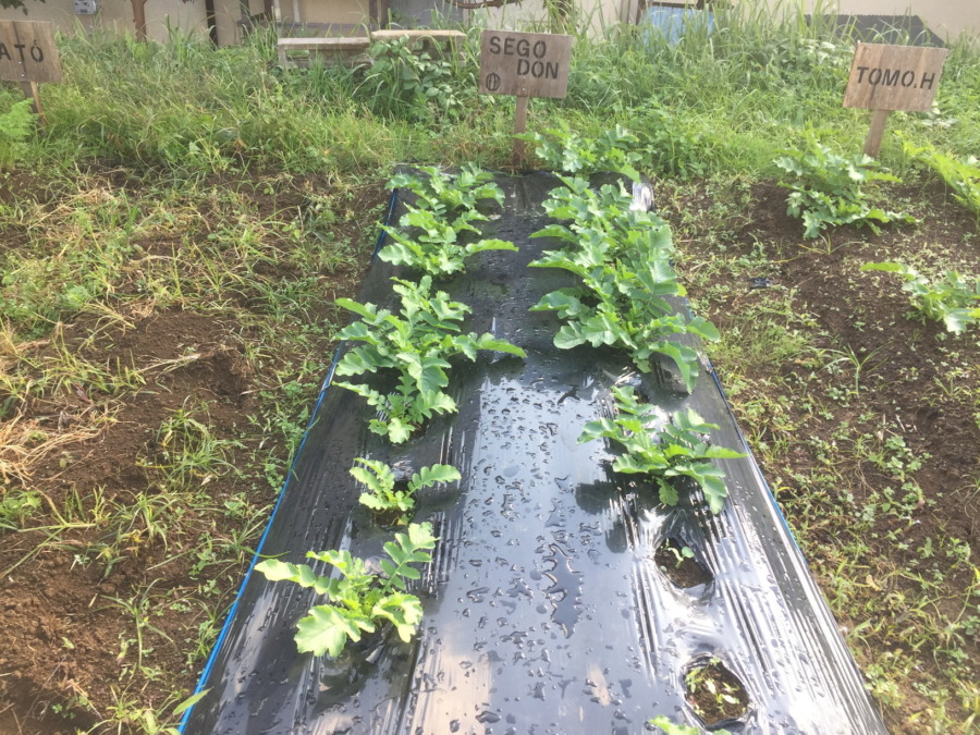 【フォト】だいこんの様子。最近は昼ぽかぽかで、、、