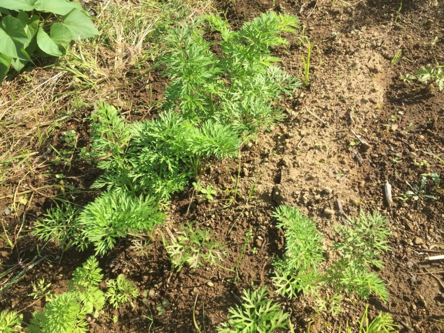 【フォト】にんじんの様子。