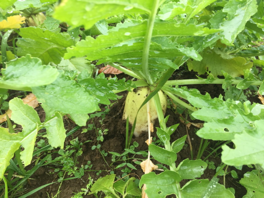 今日のはたけは雨。やぎ子さんのニュースな動画もあわせてどうぞ。