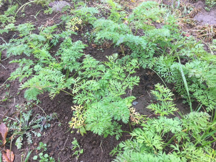 今日のはたけは雨。やぎ子さんのニュースな動画もあわせてどうぞ。