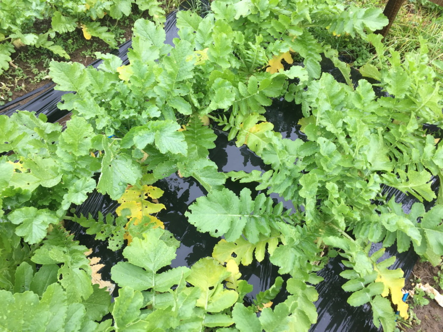 今日のはたけは雨。やぎ子さんのニュースな動画もあわせてどうぞ。