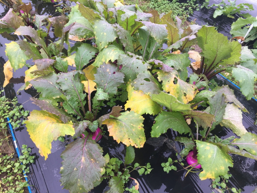 今日のはたけは雨。やぎ子さんのニュースな動画もあわせてどうぞ。