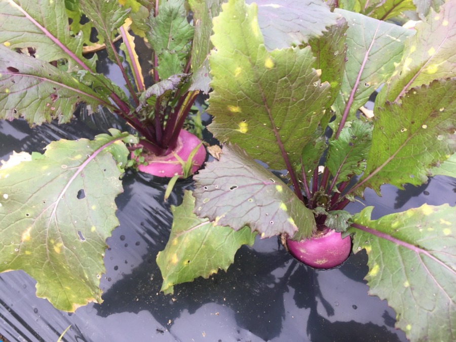 【フォト】あやめ雪のいま。