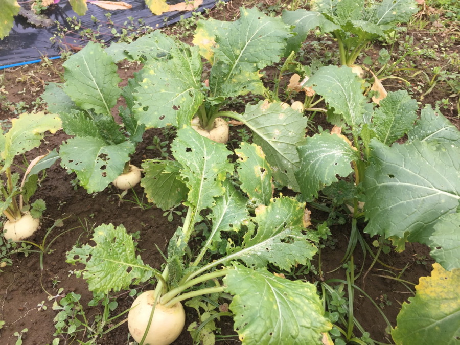 【フォト】こかぶのいま。葉っぱも黄色くなってきました。