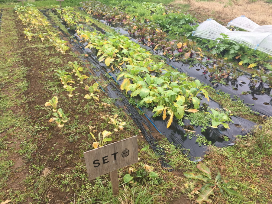 【お知らせ】畑の様子と、明日の収穫について。