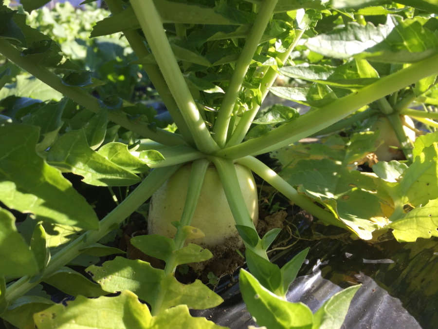 【フォト】だいこんの様子。自動更新の収穫予測シミュレータも稼働したヨ。