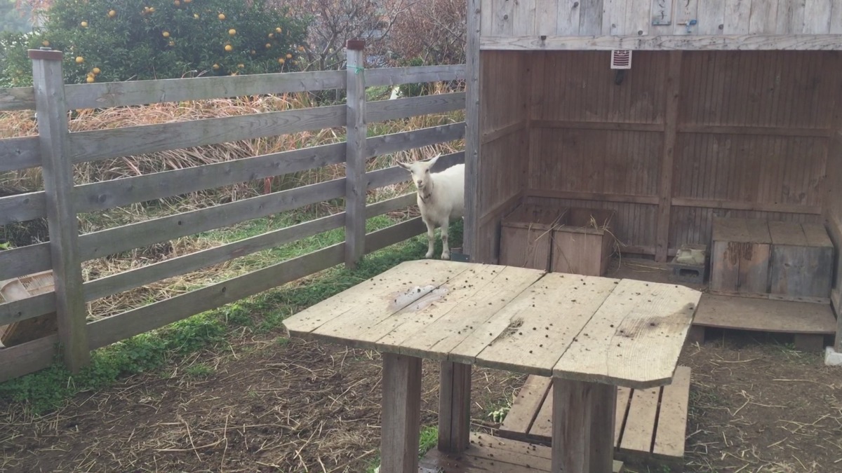 ルナの発情。今季６回目。2019年12月28日。