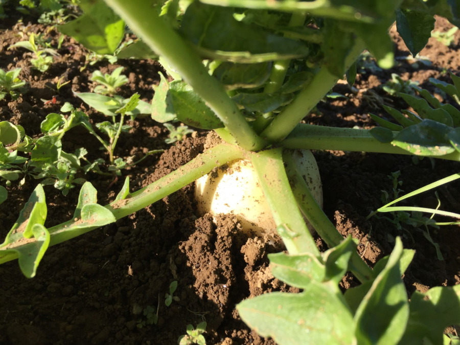 【フォト】だいこんの様子。自動更新の収穫予測シミュレータも稼働したヨ。