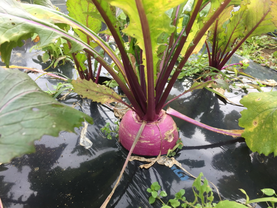 【フォト】あやめ雪の今。ちょっと枯れた雰囲気が出てきました。
