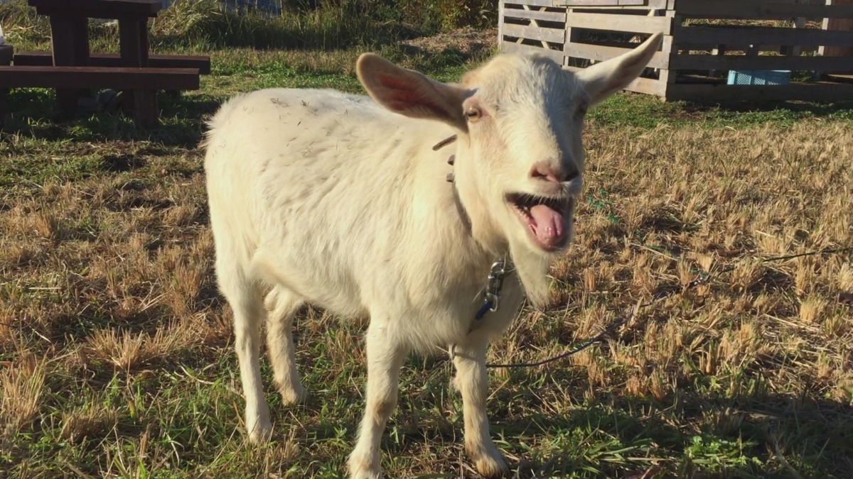 【ルナの発情だヨ】今シーズン五回目。今回も21日周期きっかり。