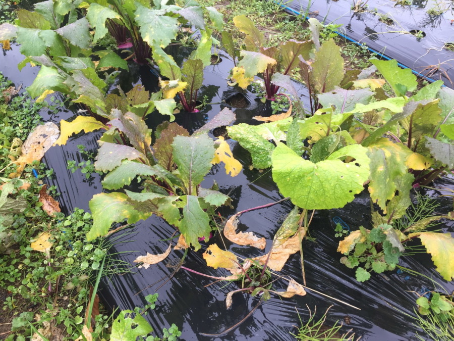 今日のはたけは雨。やぎ子さんのニュースな動画もあわせてどうぞ。