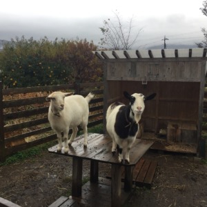 【祝ってください】わたし、登りました。