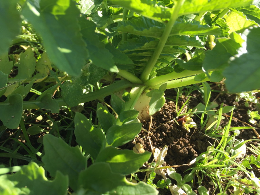 【フォト】だいこんの様子。自動更新の収穫予測シミュレータも稼働したヨ。