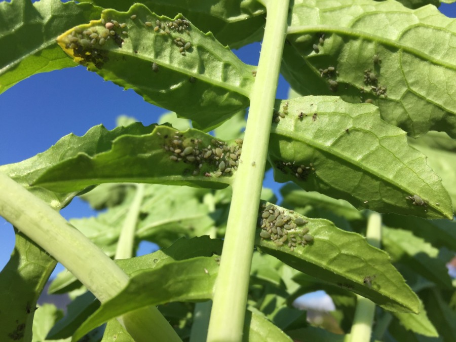 【はたけDE五七五】葉の裏で おしくらまんじゅう アブラムシ