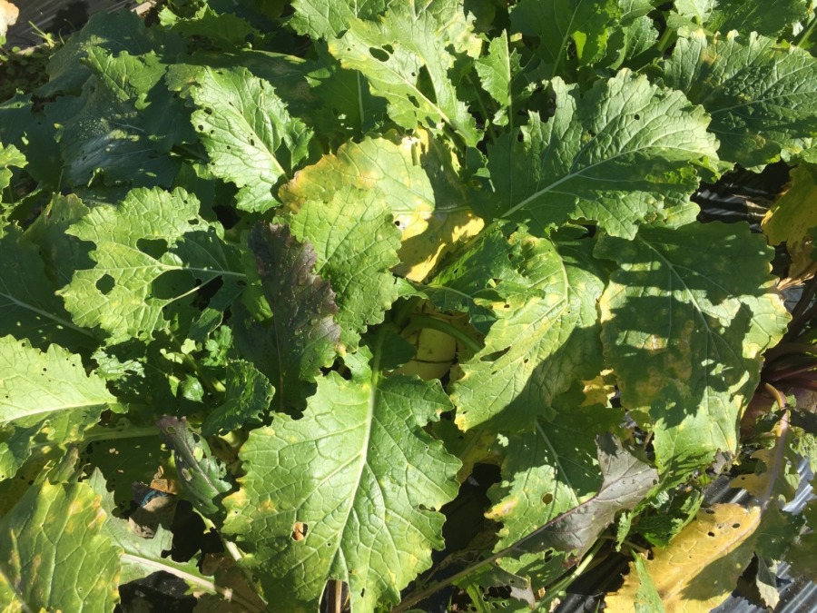 こかぶのいま。葉っぱも黄色くなってきました。