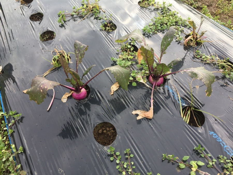 【フォト】あやめ雪のいま。