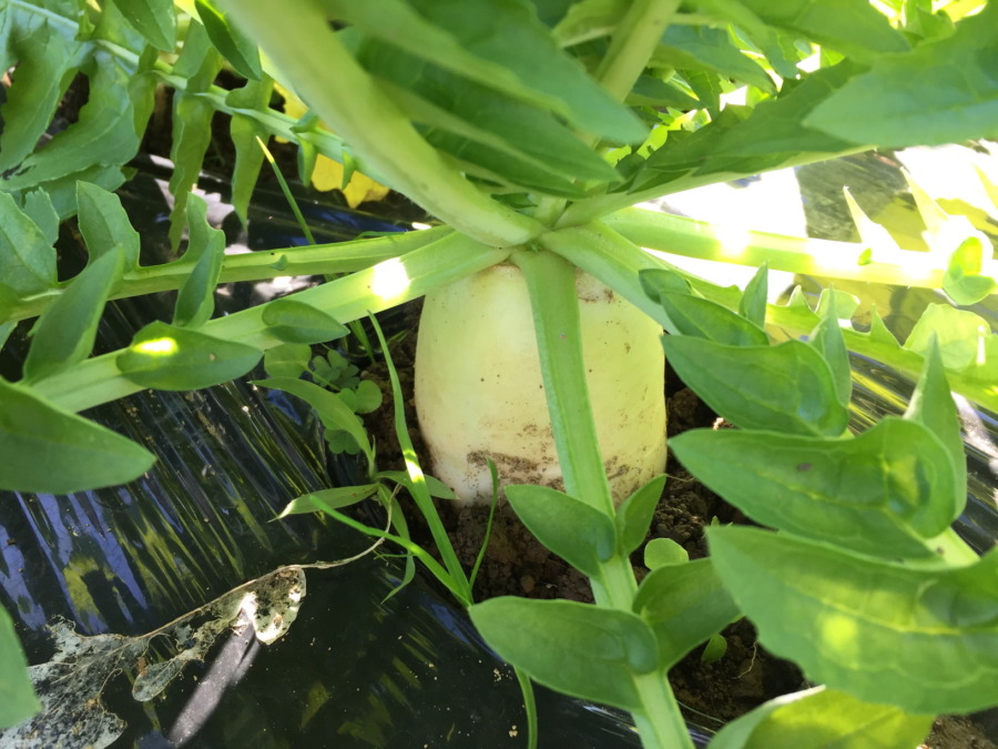 【フォト】だいこんの様子。自動更新の収穫予測シミュレータも稼働したヨ。