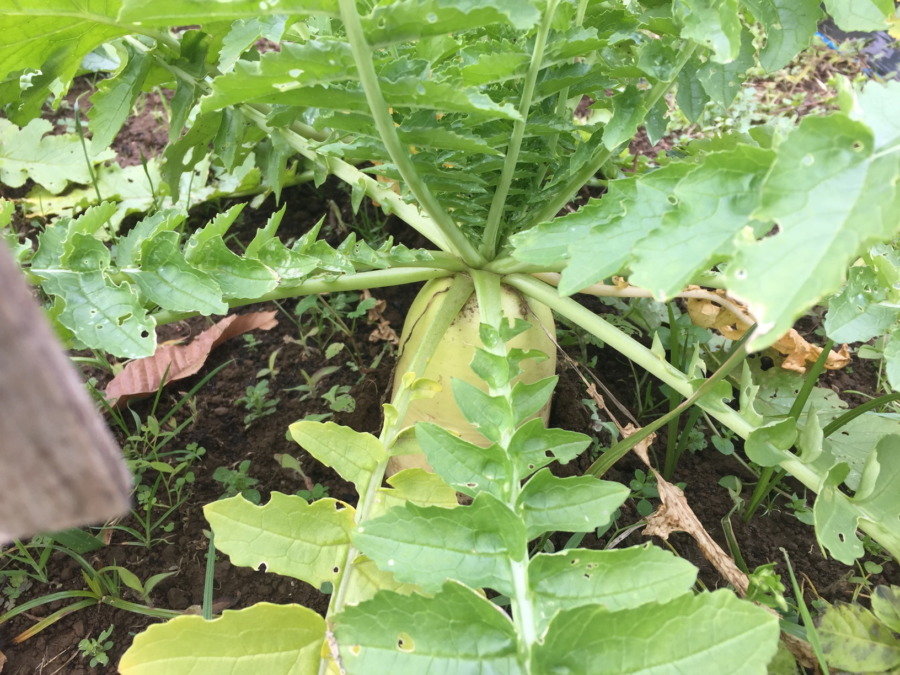 【フォト】だいこんのいま。収穫OKです。